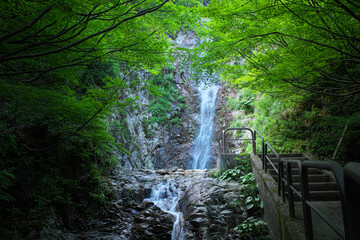 山奥の滝　初夏