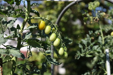 未熟トマト