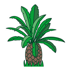 Illustration of a small, low palm tree, an ancient plant, vector icon