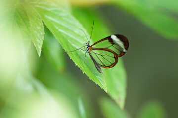 The glasswing butterfly uses its transparency to hide from predators