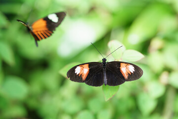 Obraz na płótnie Canvas Tropical colorful butterfly on a leaf