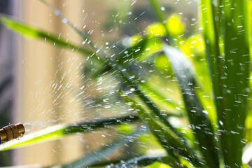 Water drops on green leaves, care and cultivation of indoor plants, selective focus