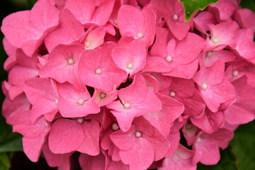 On the way in the flower garden Hydrangea close-up pink
