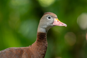 Dendrocygna autumnalis. The black-bellied whistling duck is a species of whistling duck that lives...