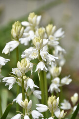 Beautiful White Campanula Flower Blooming and Flowering