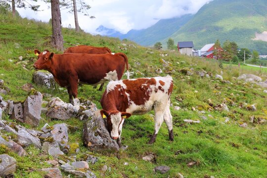 Norwegian red cattle breed
