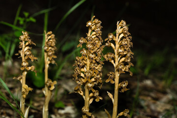 Néottie Nid d'Oiseau en sous bois sombre au flash générant un fond sombre. Neottia nidus-avis
