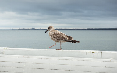 Seagull waling on a white handrail, dramatic cloudy sky and coastline in the background