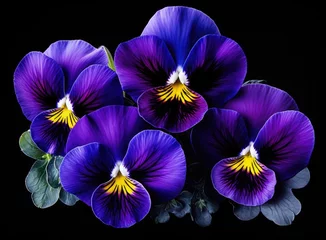 Fototapeten Isolated pansy flower-head on black background, Viola x wittrockiana. Created with Generative AI technology. © lililia