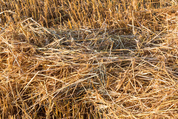 Farmland fields
