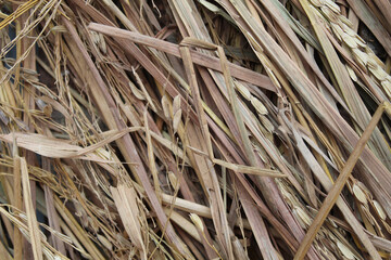 Background of texture of dried brown rice straw