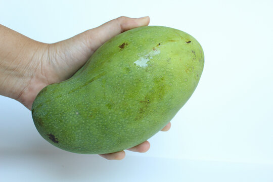 Asian female hand holding a green mango. Isolated on white background