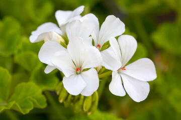 Obraz na płótnie Canvas White geranium flower in garden