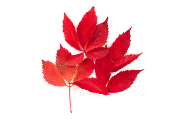 tree leaves isolated on white background