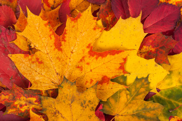 Background made of fallen autumn leaves