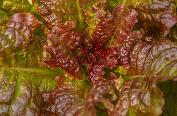 Growing red lettuce close-up. Macro photo, blur and selective focus. Natural texture background. top view