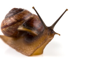 Garden snail ,isolated on white