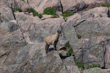 A mountain goat