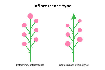 Inflorescence types. Determinate and indeterminate inflorescences.