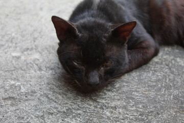 A black domestic cat lying down