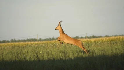 Foto auf Acrylglas roe deer in a jump © Yaroslav