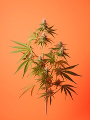 A cannabis plant on orange