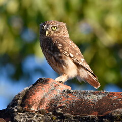 Athene noctua profile view.