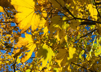 Bright yellow autumn fall leaves