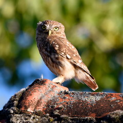 Athene noctua posing for me at daylight.