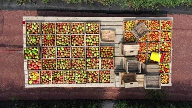Aerial camera looking straight down rises with view of flatbed trailer in a field of tomato plants at sunrise.