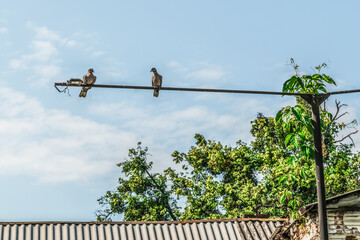 Two turtle doves sit on a lamppost above the roof against the background of blue sky. A couple of...