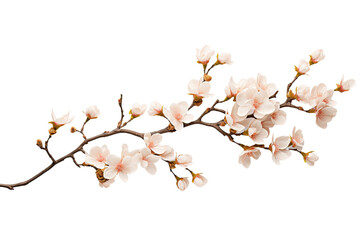 Beech branch featuring blossoms, separated on a white backdrop.