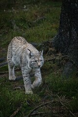 White lynx perched atop lush green grass, strides confidently forward with its paw extended
