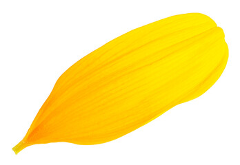 Single yellow petal of sunflower isolated on a white background