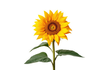 A sunflower standing alone on a white backdrop.