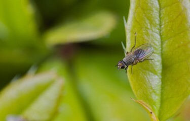 Close-up shot of a fly resting on a green leaf in a meadow