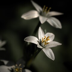 Closeup of grass lily flowers on a dark background