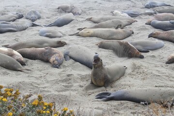 Elephant seals on a beach in California