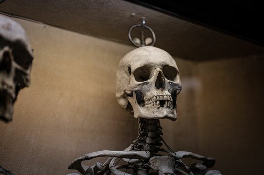 Closeup of a human skeleton hanging by the head