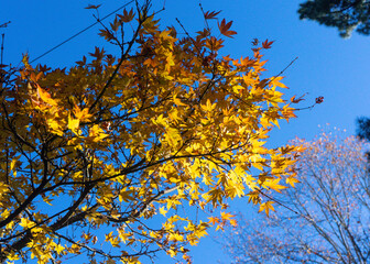 Yellow autumn fall trees against a blue sky