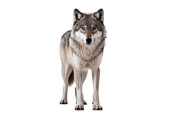 A grey wolf standing alone against a white backdrop.
