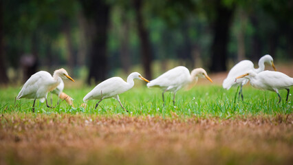flock of pelicans in the grass.
