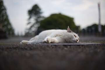 のんびり過ごしている可愛い野良の地域猫