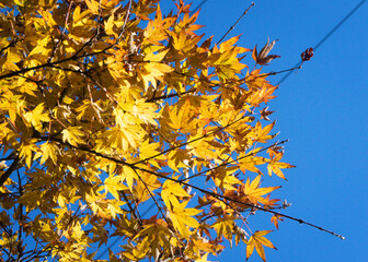 Yellow autumn fall leaves against a blue sky