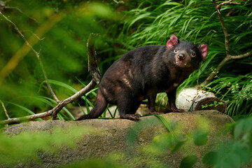 Tasmanian devil, Sarcophilus harrisii,the largest carnivorous marsupial native to Tasmania island....