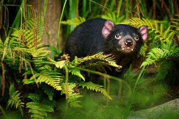 Tasmanian devil, Sarcophilus harrisii,the largest carnivorous marsupial native to Tasmania island....