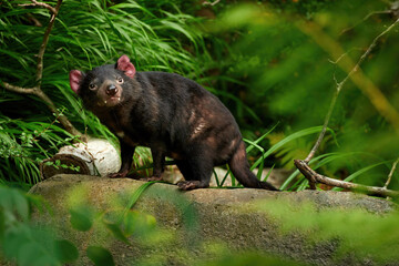Tasmanian devil, Sarcophilus harrisii,the largest carnivorous marsupial native to Tasmania island. Female - obrazy, fototapety, plakaty