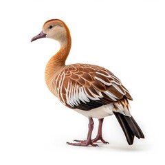 Fulvous whistling-duck bird isolated on white. Generative AI