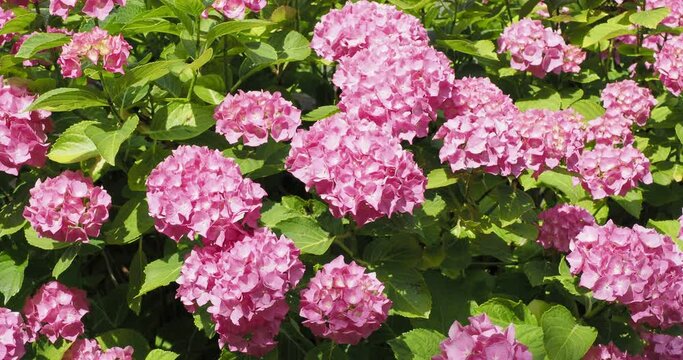 Bushy shrub of mophead hydrangea (Hydrangea macrophylla) with pink flowers in corymbs on stems covered of dense foliage shivering in the wind
