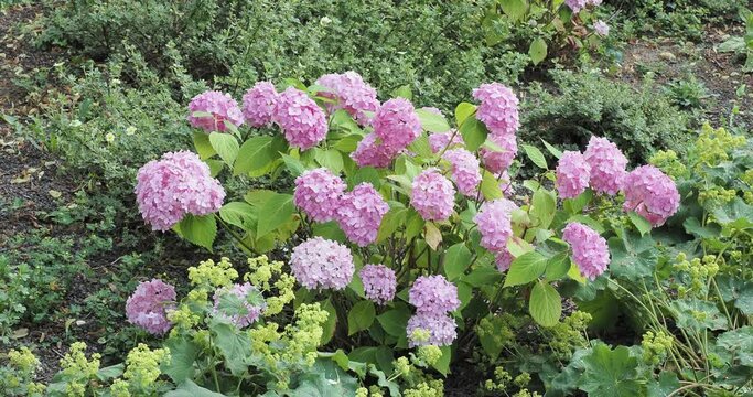 Bushy shrub of mophead hydrangea (Hydrangea macrophylla) with pale pink petals in corymbs on stems covered of dense foliage shivering in the wind
